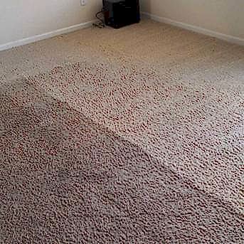 Чистка коврового покрытия в офисе